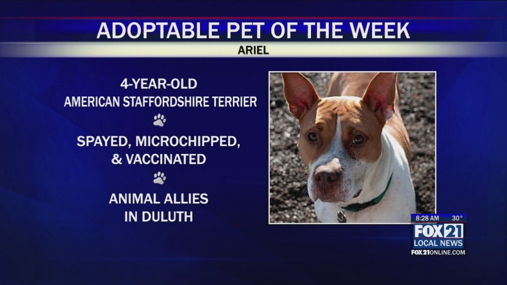 Animal Allies Coronavirus