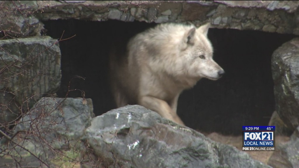 International Wolf Center