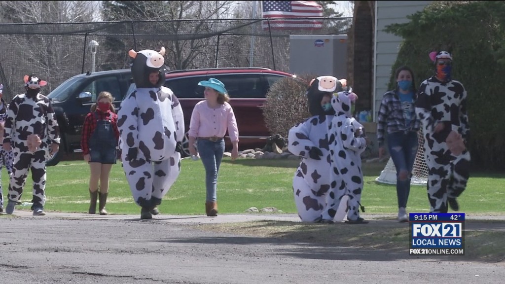 Cow Parade
