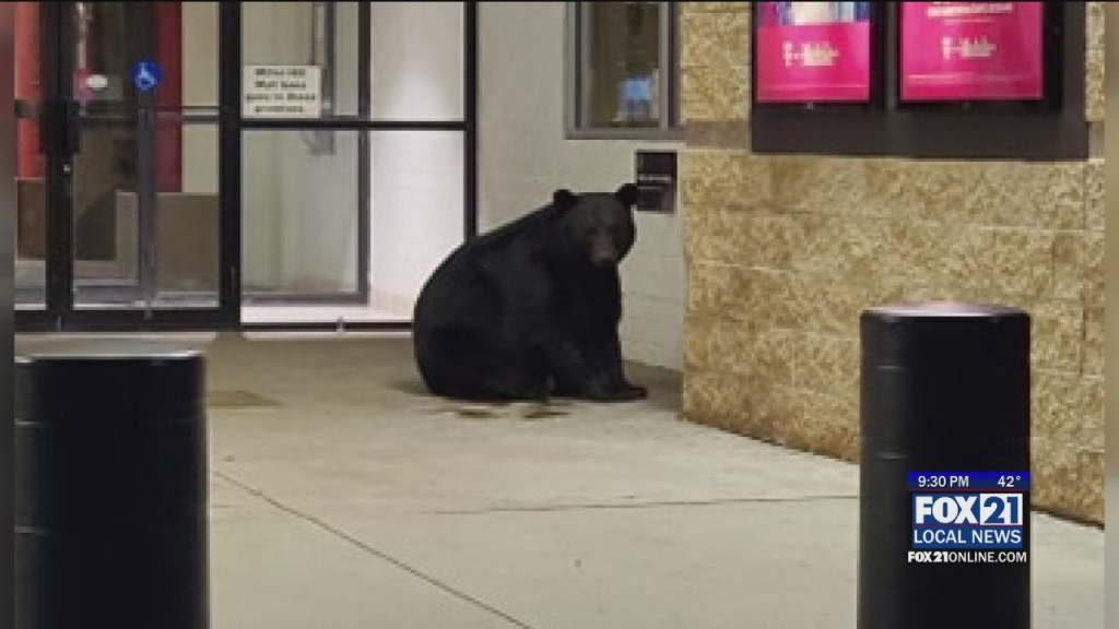 Miller Hill Mall Bear