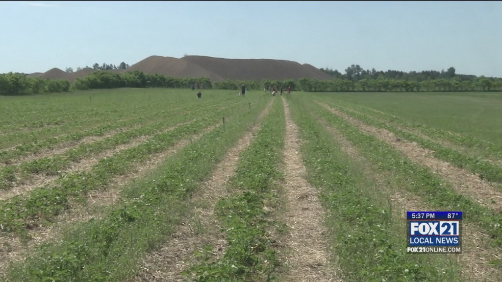 Spectrum Farm Strawberries