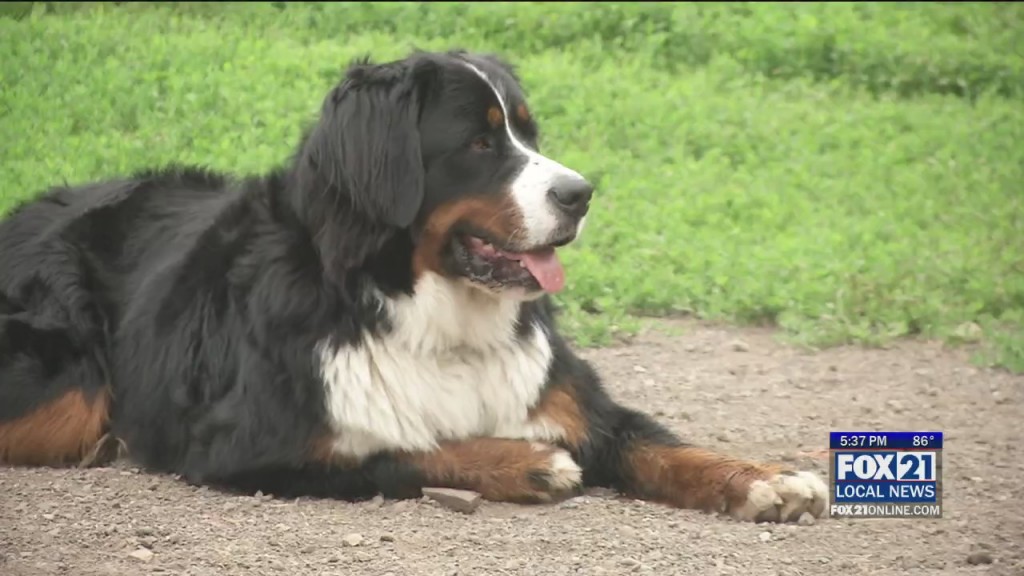 Independence Day Pets