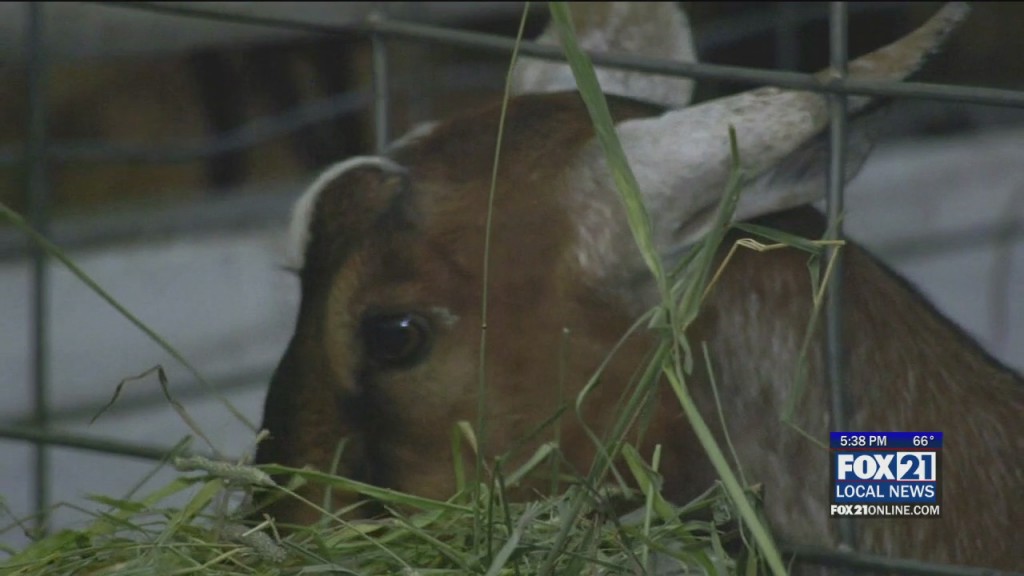 Head Of The Lakes Fair
