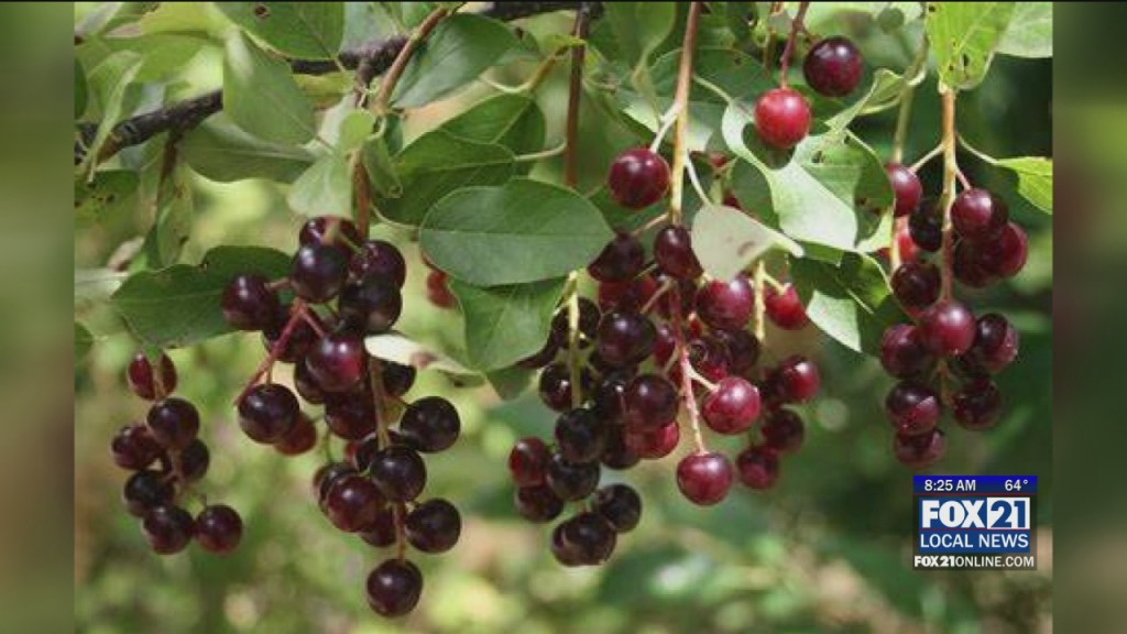 Chokecherries Wanted