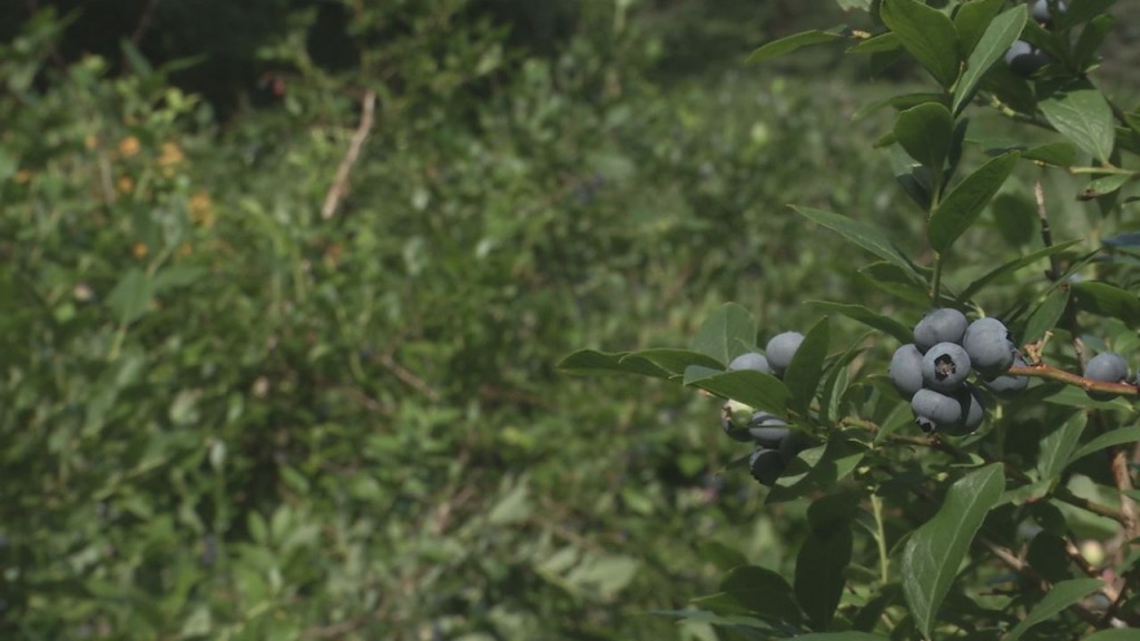 Blueberry Farm