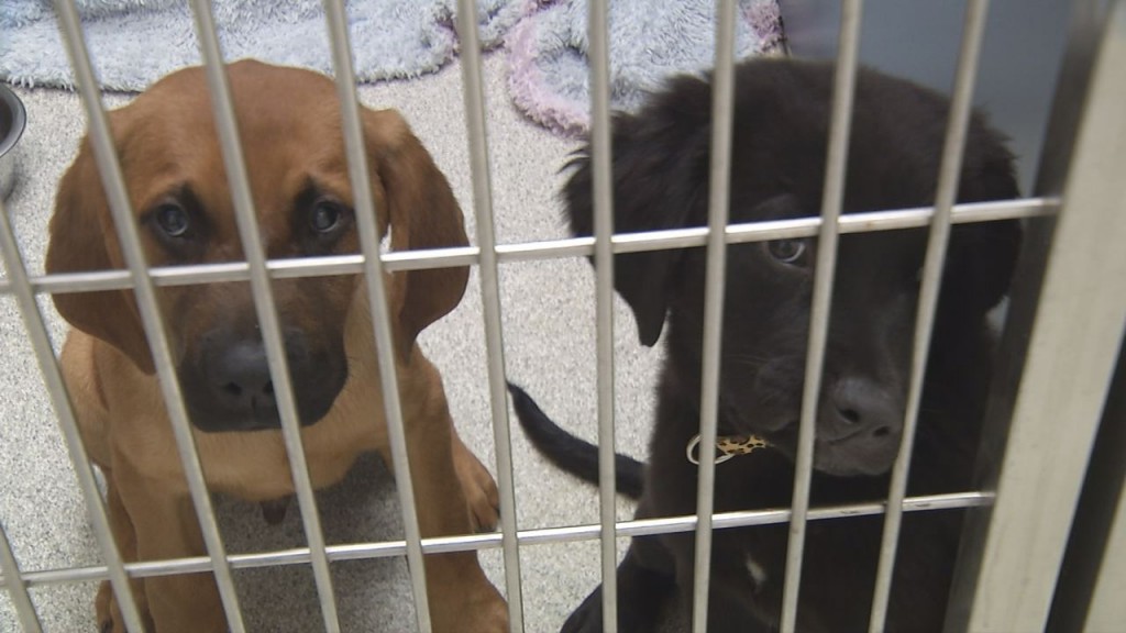 Douglas County Humane Society Dogs