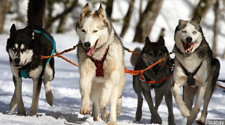 Sled Dog Race