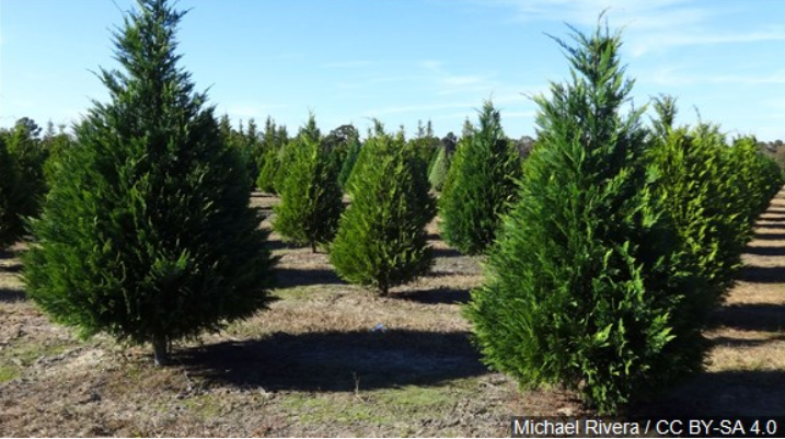 Christmas Tree Farm