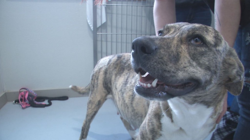 Humane Association Photo