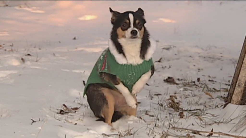 Cold Weather And Pets