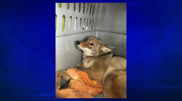 Coyote Rescue