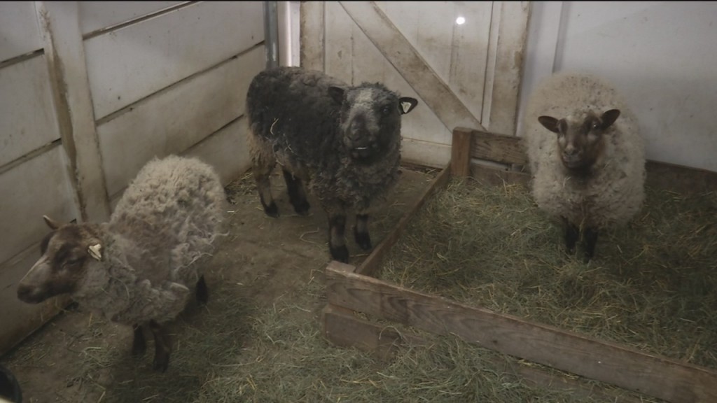 Zoo Valentines Tours