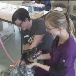 Microchip Clinics