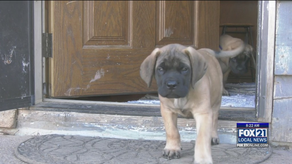 Fur Beatles Back Together