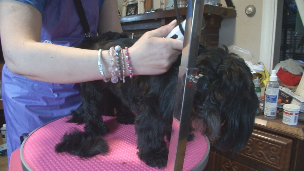 Purr Fectly Superior