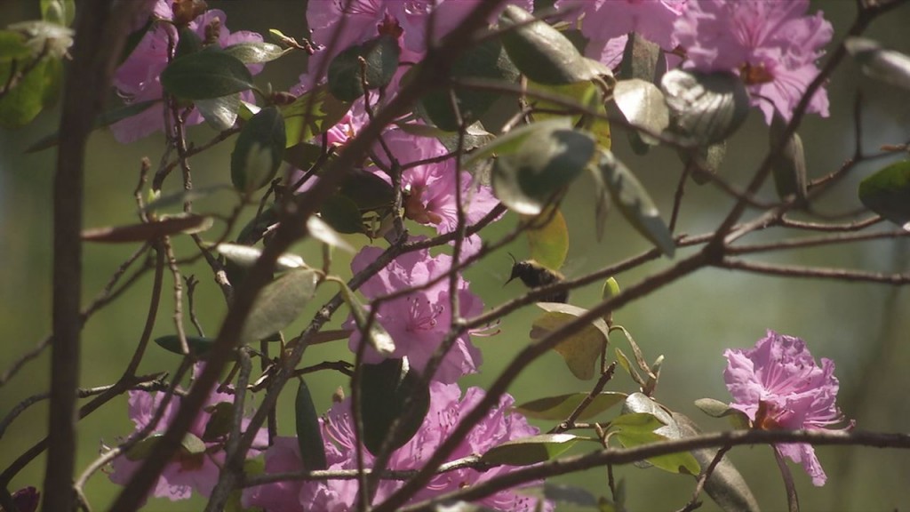 Allergy Season Photo