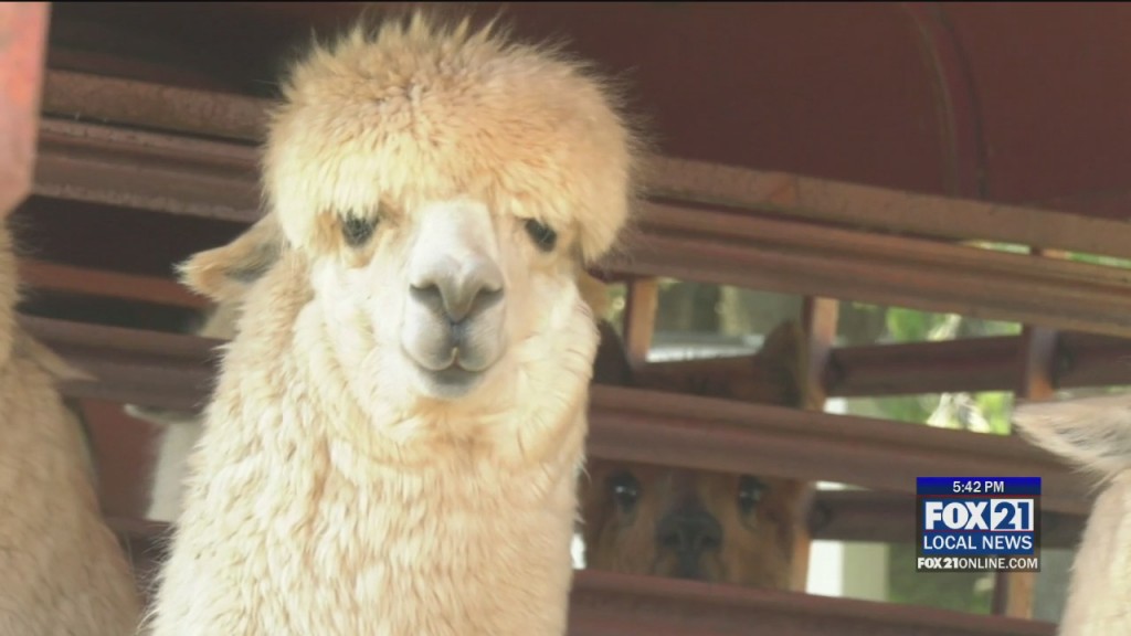 Alpaca