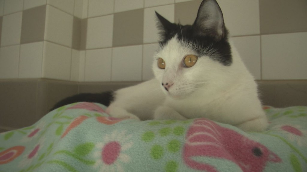 Superior Humane Society