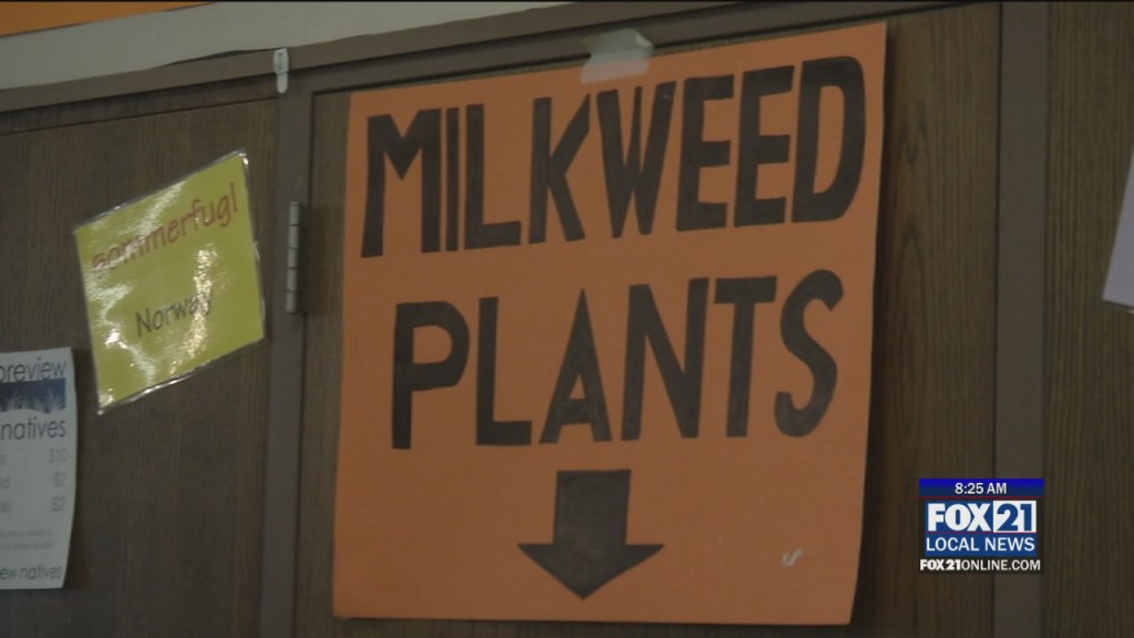 Duluth Monarch Buddies