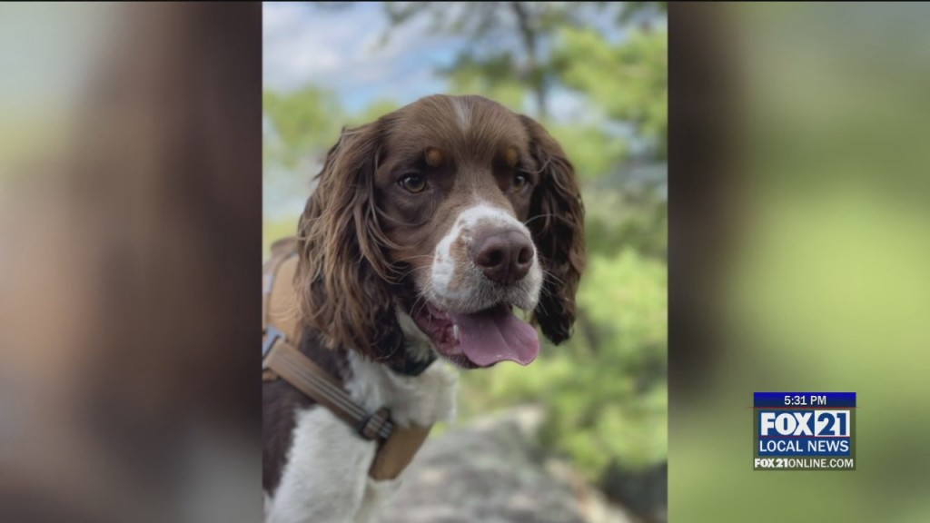 Dog Rescue On Superior Hiking Trail
