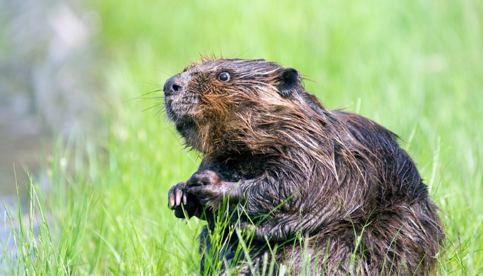 Beaver