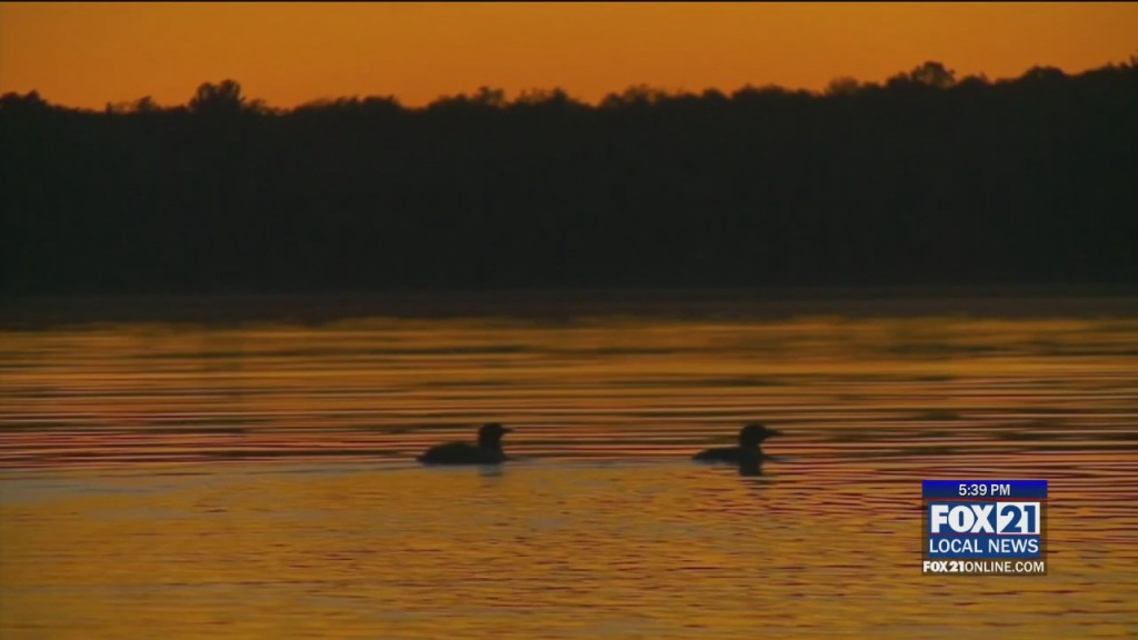 Loons Suffering From Lead Poisoning