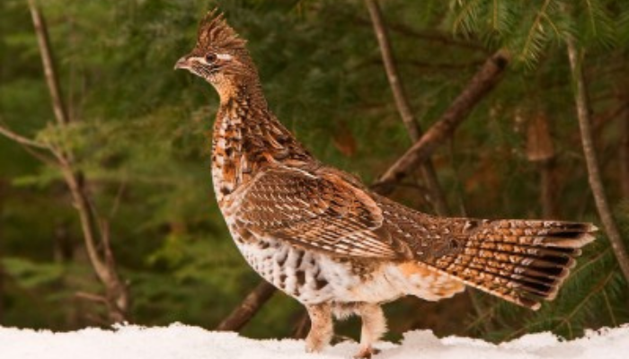 Grouse
