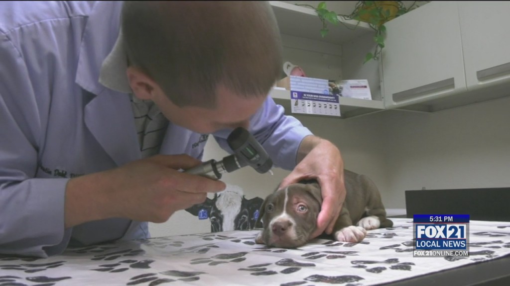 Air Quality For Pets