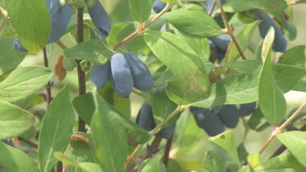 Go Honey Berry Photo