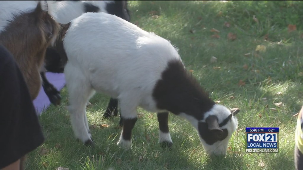 Goat Yoga