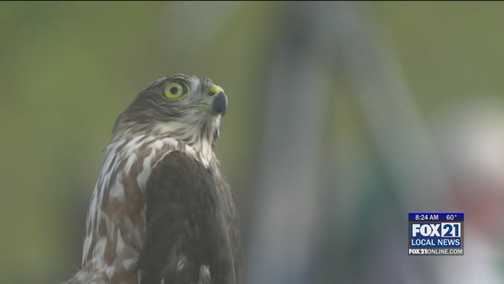 Hawk Ridge Fall Migration