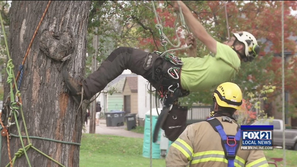 Climbing Trees