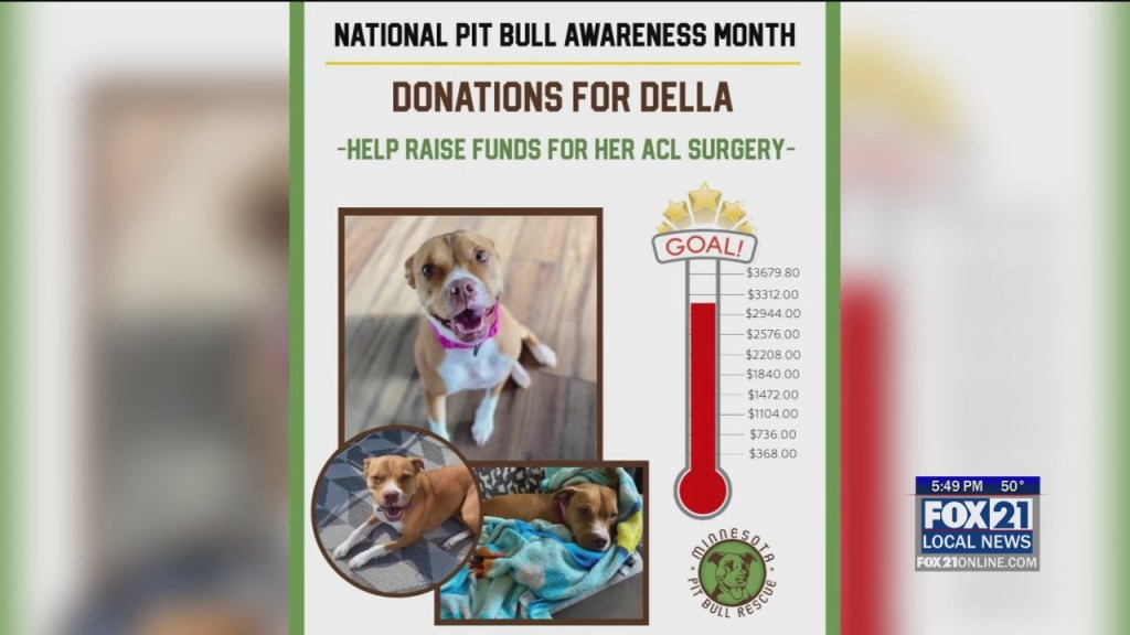 Pit Bull Awareness