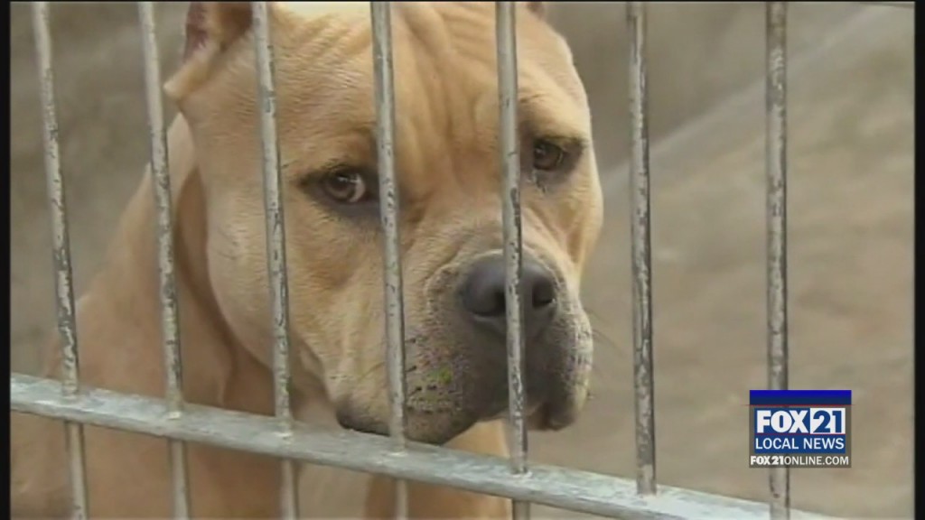 Minnesota Pit Bull Rescue