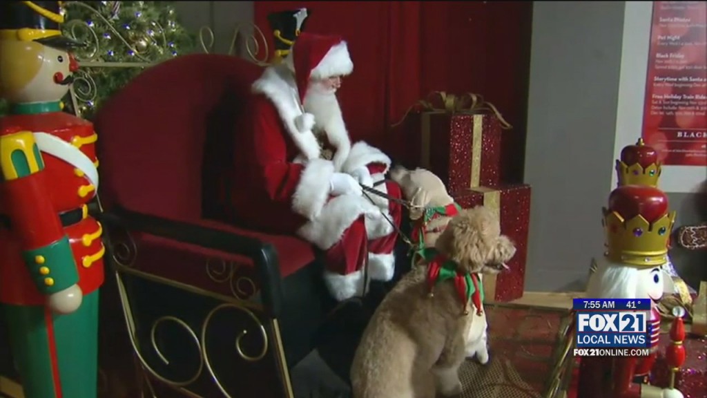 Animal Allies Pets And Holidays