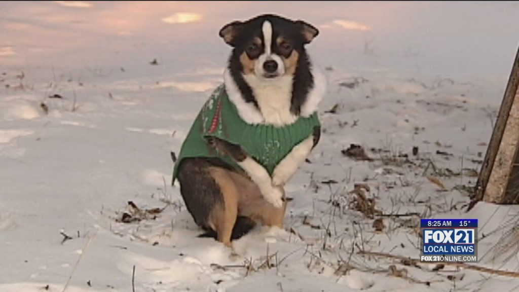 Cold Weather Pet Safety