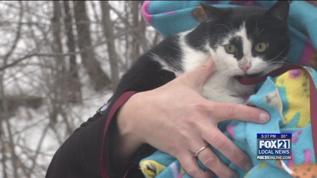 Betty White Challenge