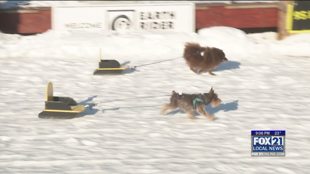 Mini Sled Dogs