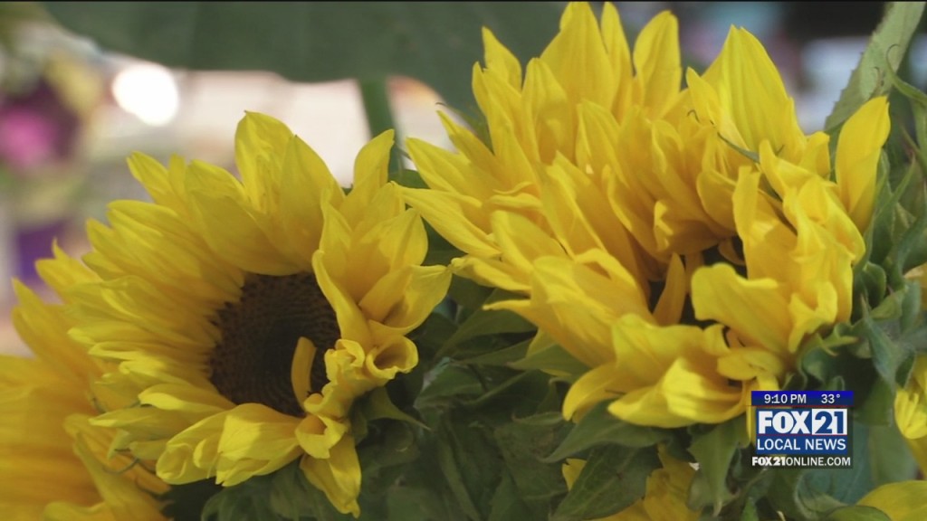 Sunflowers For Ukraine