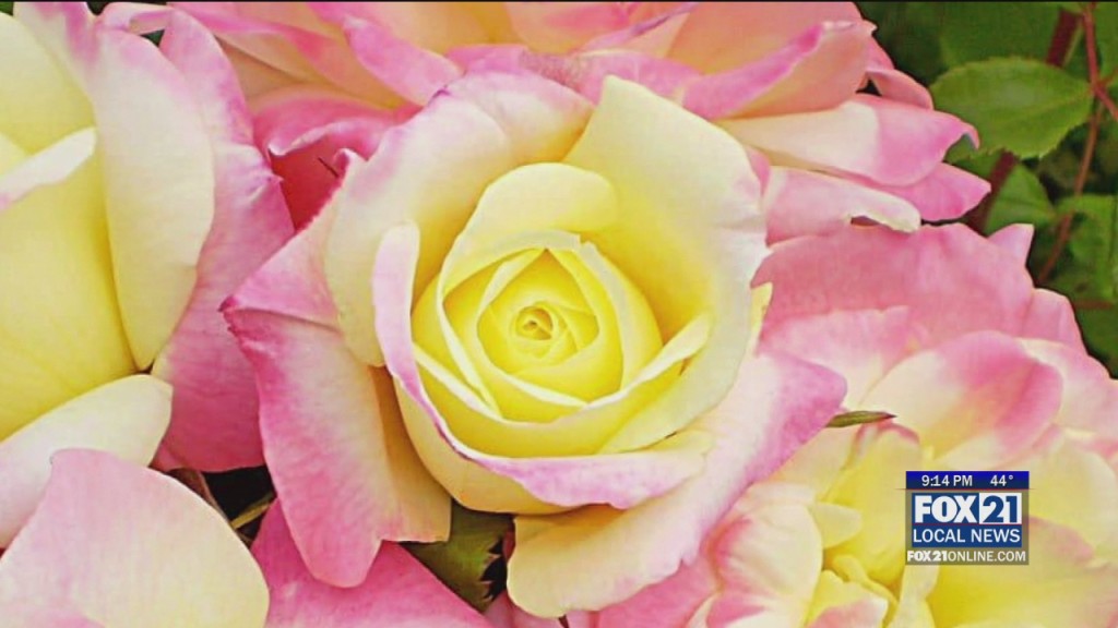 Duluth Garden Flower Society Sale