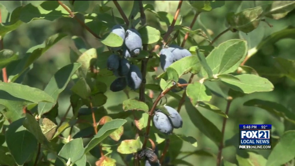 Honeyberry Picking