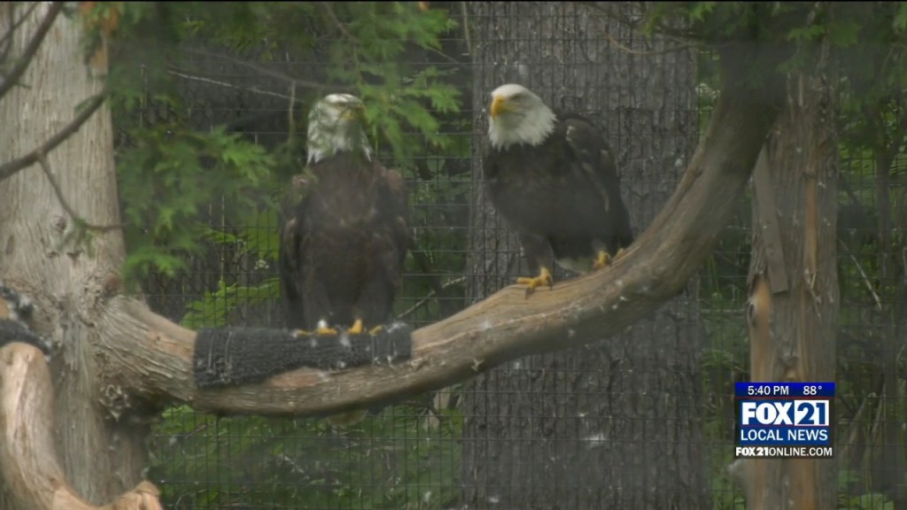 Lake Superior Zoo Eagle Exhibit