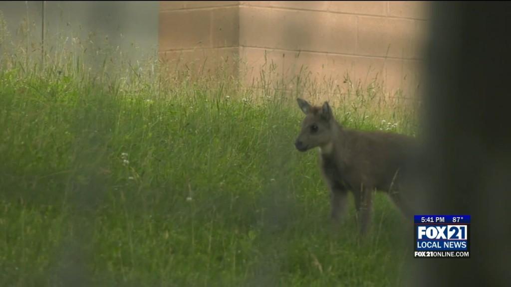 Lake Superior Zoo Baby Goral
