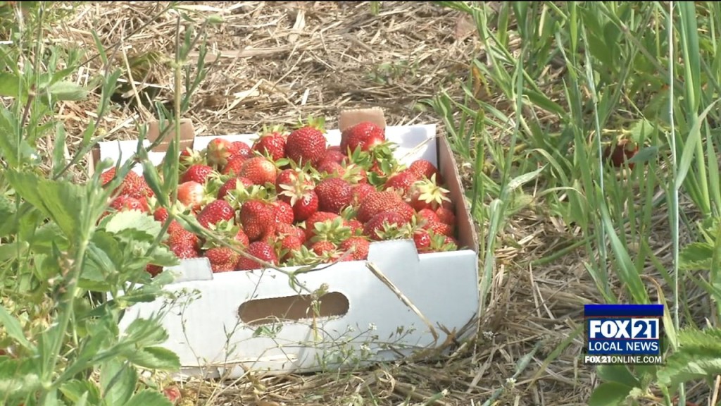 Strawberry Picking