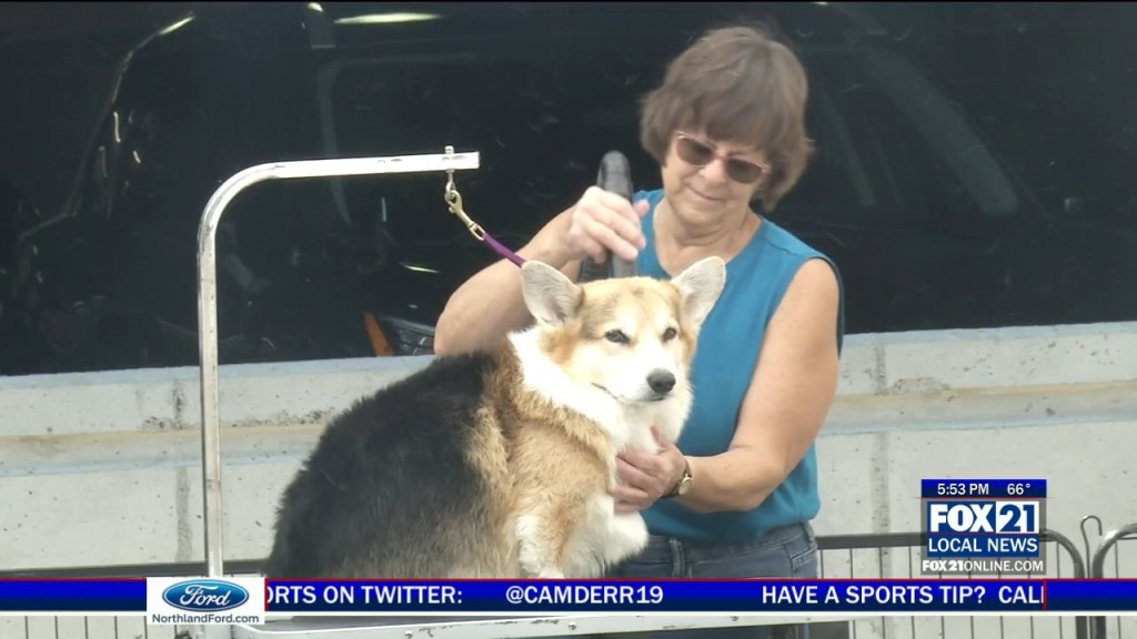 Dog Show At The Decc