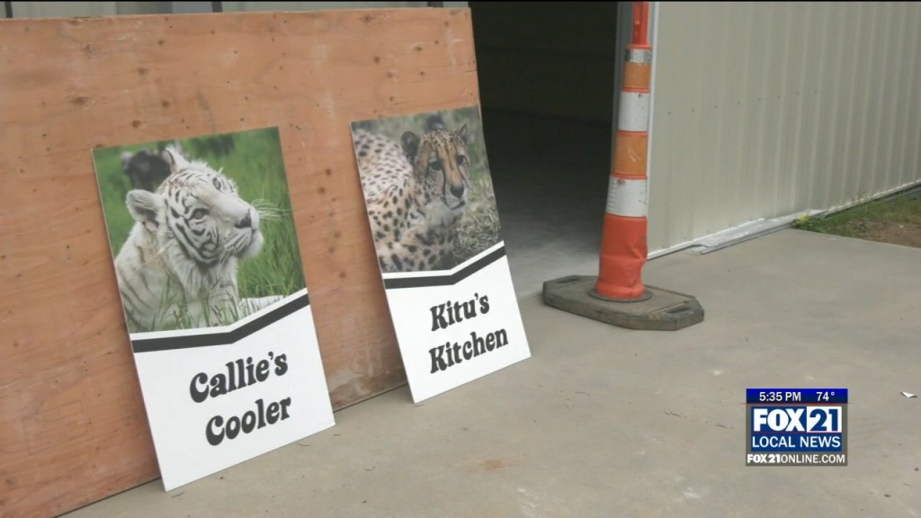 Big Cat Food And Wellness