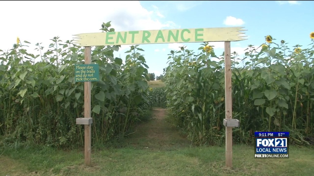 Corn Maze