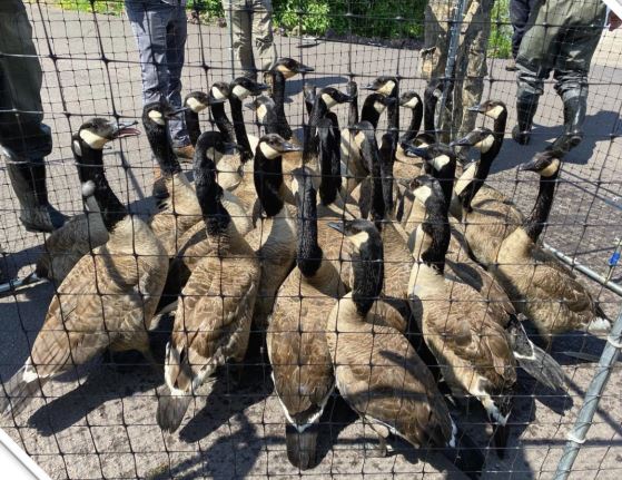 Geese Fenced In