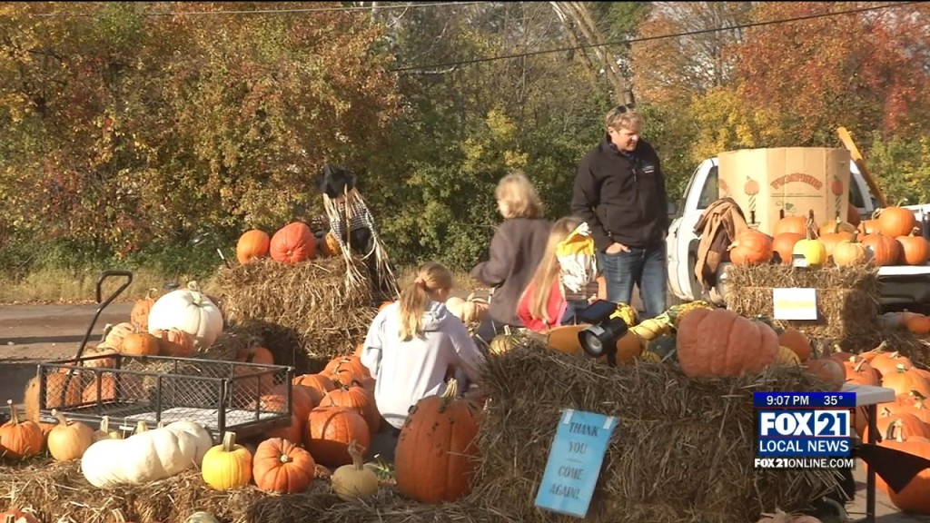 Pumpkin Patch Sales