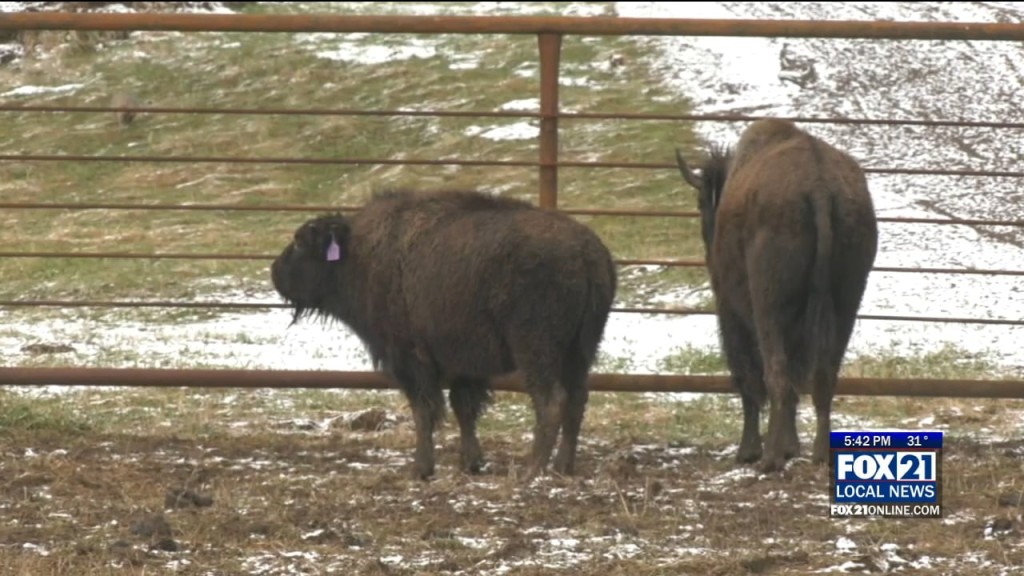 Native Wise Buffalo